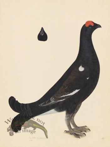 BLACK GROUSE COCK . PL 19